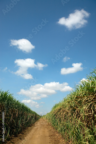 Fields of sugarcane await harvesting outside of David, Panama