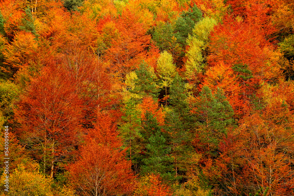 Canyon River Anisclo or Bellos. Ordesa National Park
deciduous forest during the autumn months Canyon River Anisclo or Bellos. Ordesa National Park
deciduous forest during the autumn months