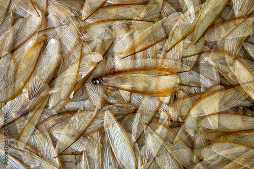 termite wings on the ground early in the morning in Nagero