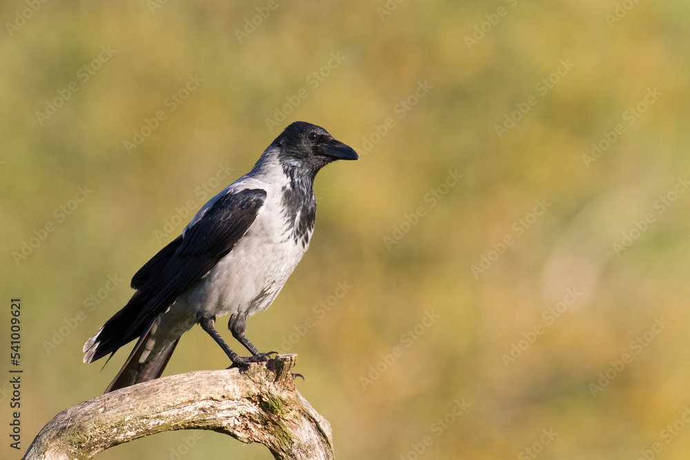 Bird - Hooded crow Corvus cornix in amazing warm background Poland Europe Bird - Hooded crow Corvus cornix in amazing warm background Poland Europe
