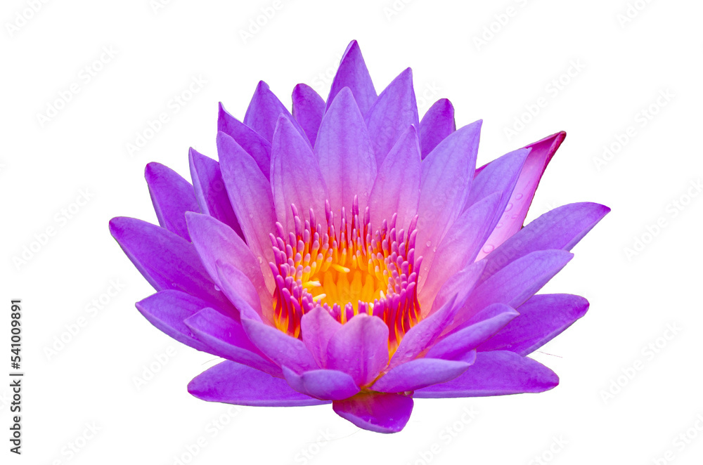 purple pink lotus Isolate on transparent background PNG file