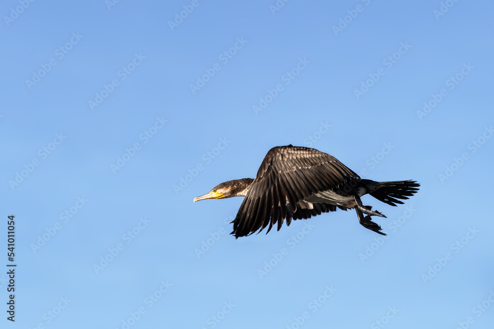 Obraz premium Cormorant, phalacrocorax carbo, in flight over lake Naivasha, Kenya. Focus on head with motion blur on wings. Blue sky background