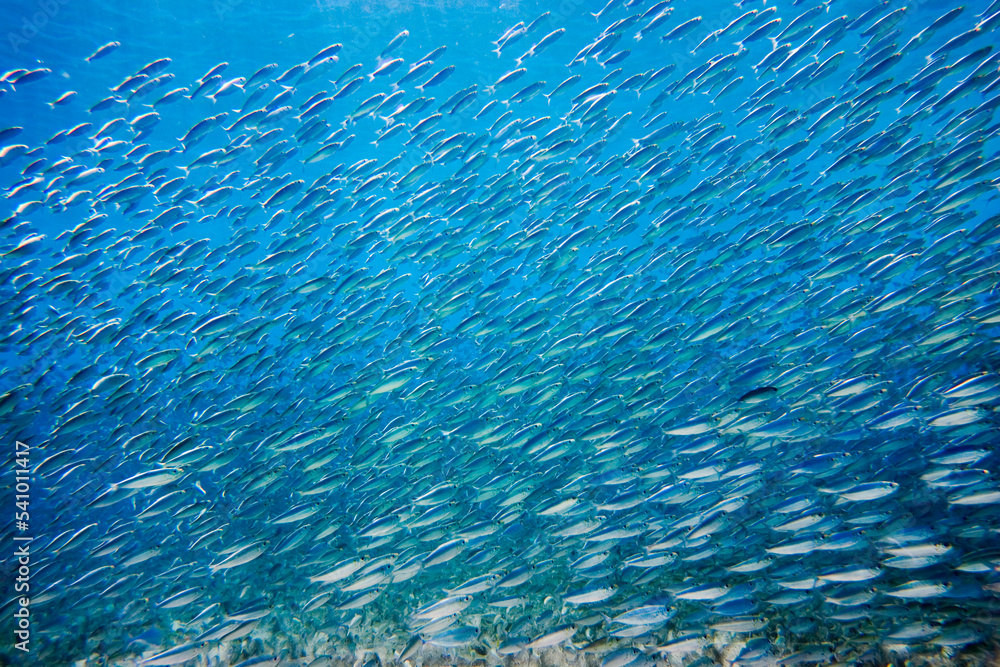 underwater picture of school of bait fish at Waimea Bay, on the north