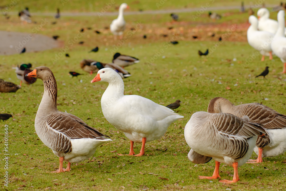 Geese walking on the beach close to the pond Geese walking on the beach close to the pond
