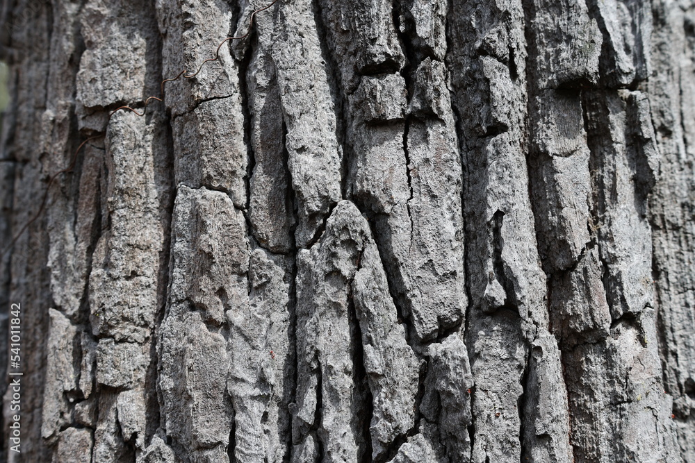 Obraz premium Tree bark in a forest. Closeup at the background or bark texture of an old tropical tree with afternoon sun on the bark. selective focus