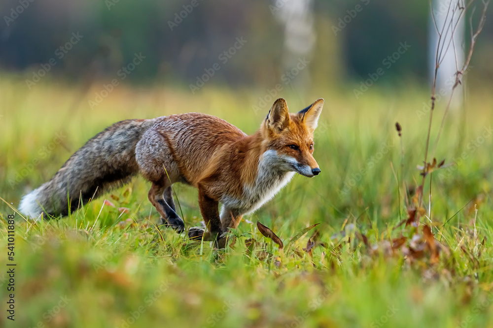 male red fox (Vulpes vulpes) running photographed close up