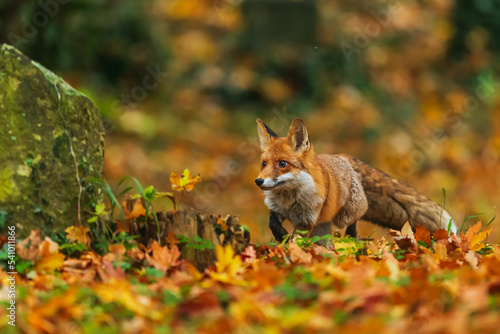 male red fox (Vulpes vulpes) in colourful autumn leaves