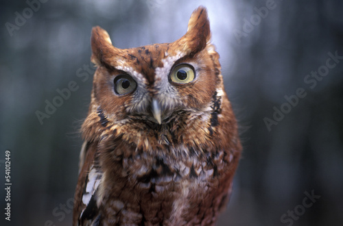 Eastern Screech Owl, Maine, New England. photo
