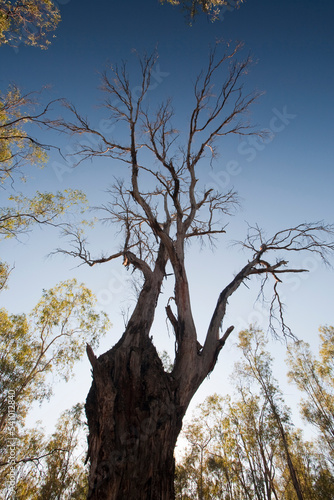 Red Gum trees are iconic Australian trees that grow along the banks of the Murray River. They rely on a regular flood cycle to survive. The unprecedented drought of the last 15 yea photo