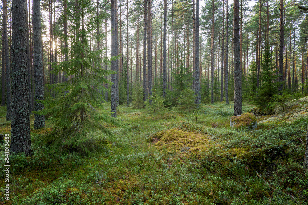 Pine tree forest landscape in sunrise. Forest therapy and stress relief. Pine tree forest landscape in sunrise. Forest therapy and stress relief.