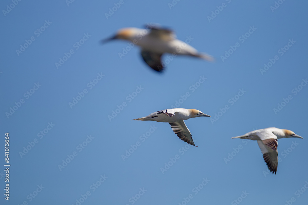 Northern Garnet flying against a blue sky at Bempton Cliffs North Yorkshire,UK