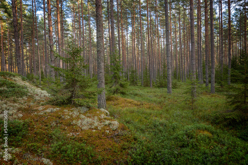 Pine tree forest landscape in sunrise. Forest therapy and stress relief. © Conny Sjostrom