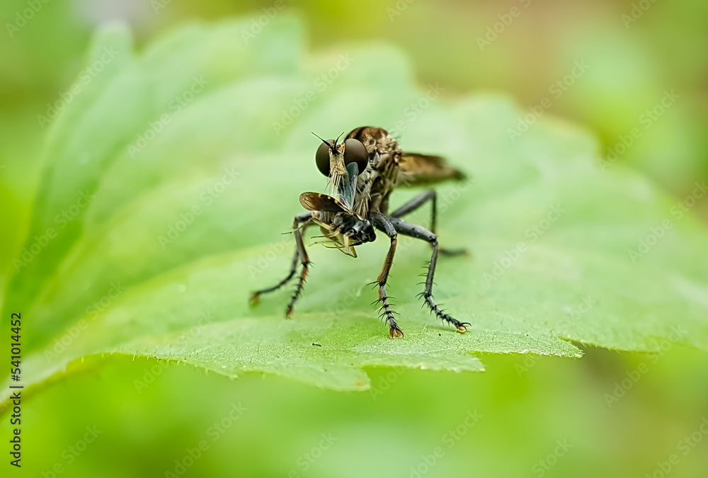 Front view photo of a Robber Fly on a leaf eating a small insect. Front view photo of a Robber Fly on a leaf eating a small insect.