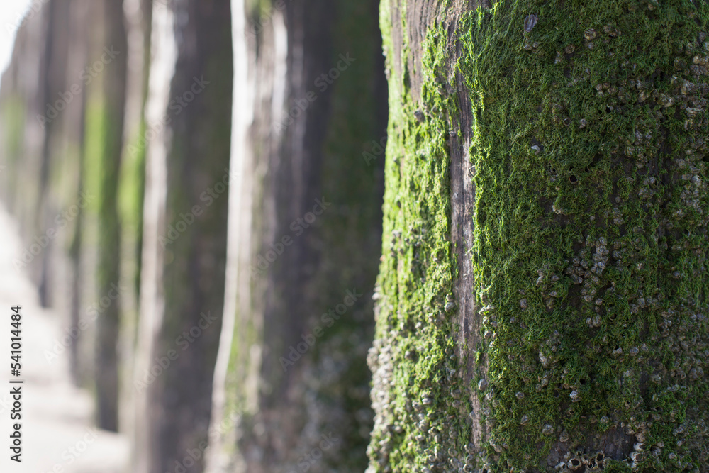 Moss covered on wooden posts on beach, Renesse, Schouwen-Duiveland, Zeeland, Netherlands Moss covered on wooden posts on beach, Renesse, Schouwen-Duiveland, Zeeland, Netherlands