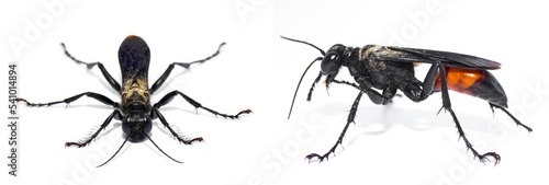 Palmodes dimidiatus – the Florida Hunting Wasp isolated on white background.