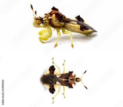 Fotografija Jagged Ambush Bug - Phymata fasciata - Predatory on other insects