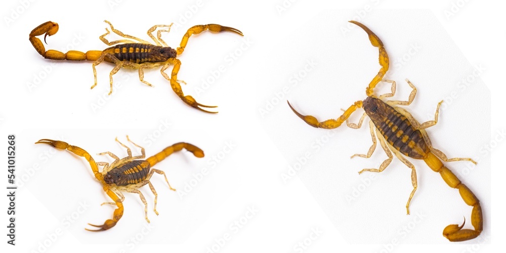 Wild adult Hentz Striped bark Scorpion - Centruroides hentzi isolated on white background.  Native of Florida.