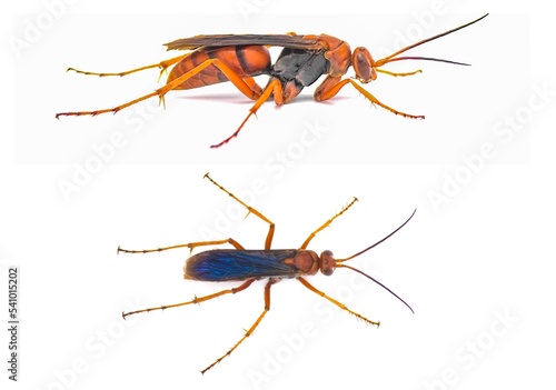 rusty spider wasp, Tachypompilus ferrugineus a large, reddish orange wasp with conspicuous iridescent blue to violet wings