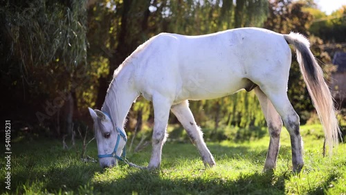 White horse grazes on sunny meadow.