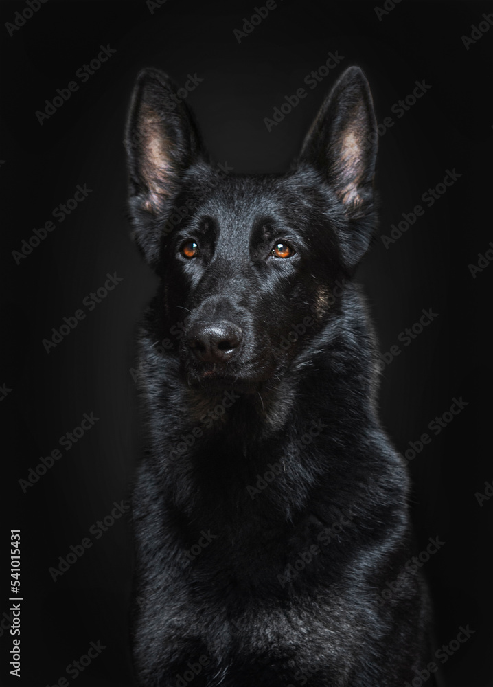 German Shepherd black color