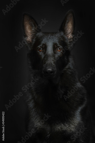 Portrait of a dog  German Shepherd black color
