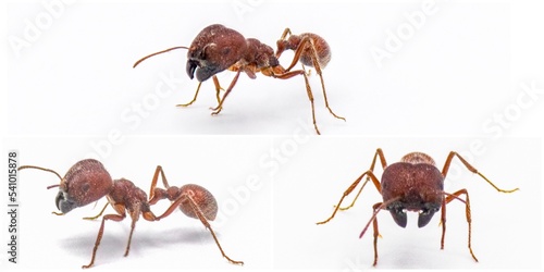 Pogonomyrmex badius, the Florida harvester ant Isolated on white background photo