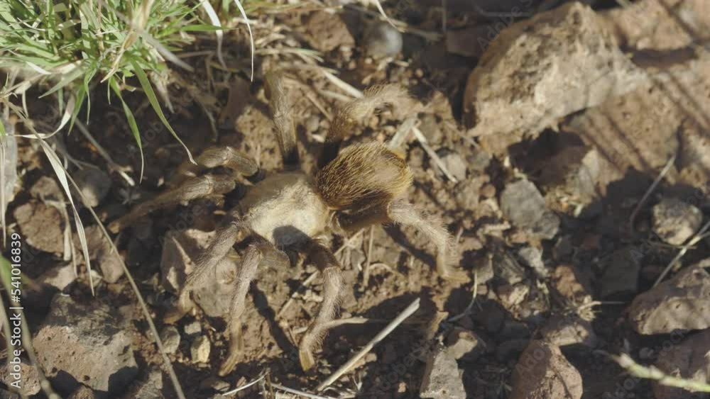 Arizona Blond Tarantula Natural Camouflage Arizona Blond Tarantula Natural Camouflage