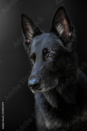 Portrait of a dog  German Shepherd