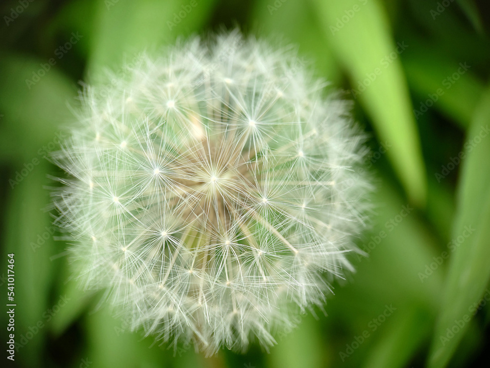 A ripe dandelion with a spherical fluffy head A ripe dandelion with a spherical fluffy head