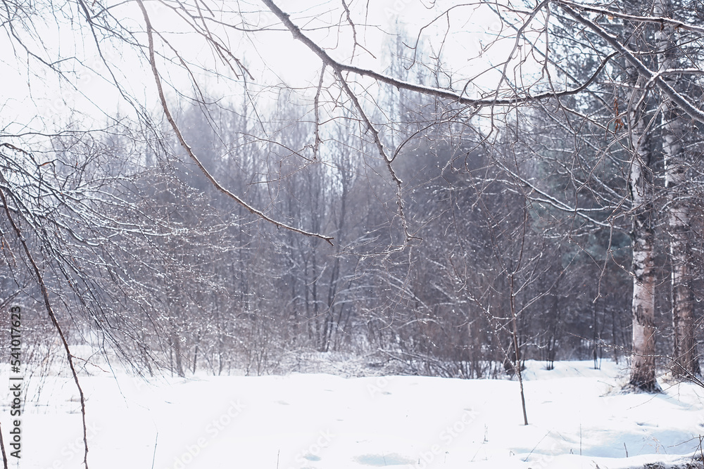 Fototapeta premium Winter forest. Landscape of the park in winter. Snow-covered trees at the edge.