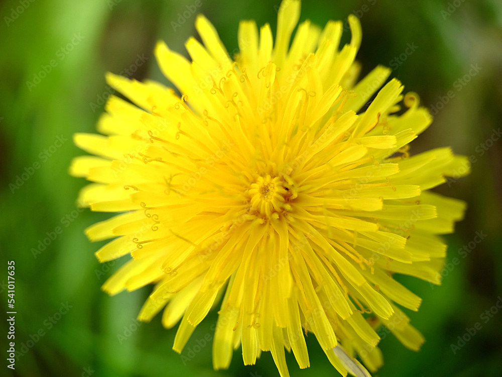 Yellow dandelion on a green background close-up Yellow dandelion on a green background close-up