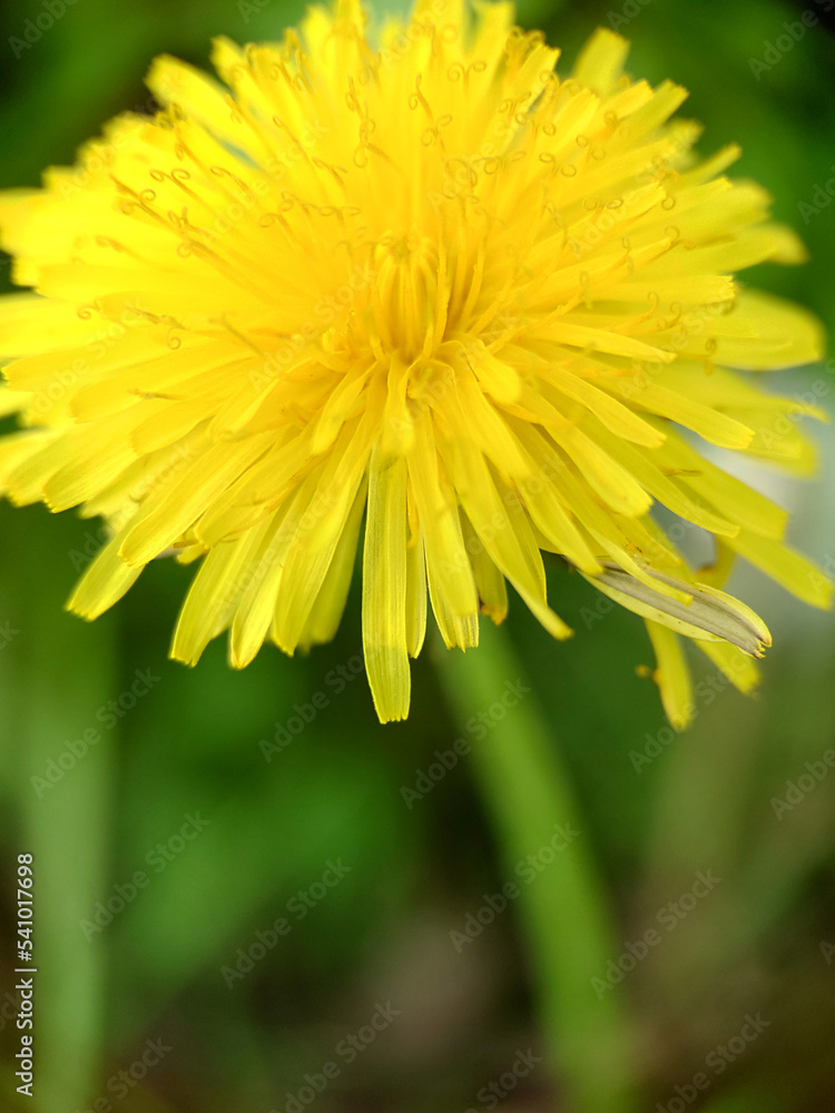 Yellow field flower dandelion on a green background