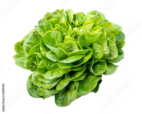Obraz na płótnie Isolated head of lettuce, Salavona