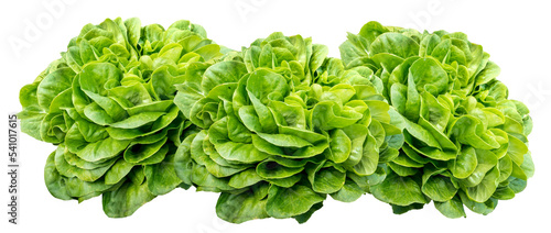 3 Isolated head of lettuce, salavona