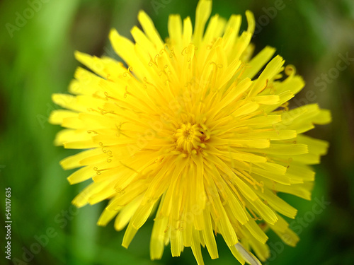 Yellow dandelion on a green background close-up