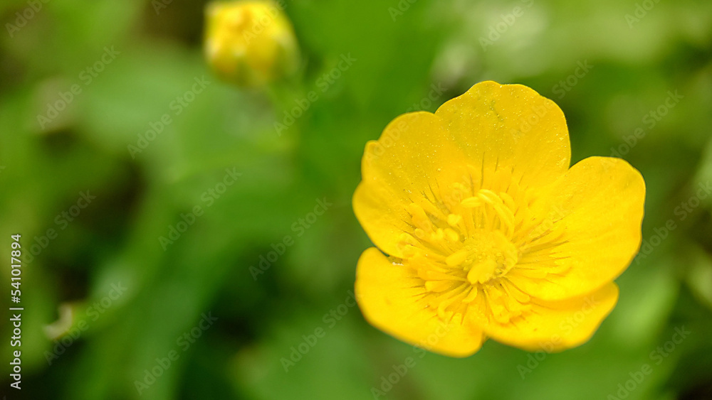 Yellow buttercup on a green grass background Yellow buttercup on a green grass background
