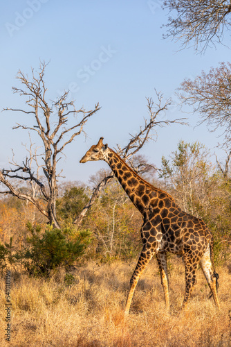 A male giraffe ( Giraffa Camelopardalis), Sabi Sands Game Reserve, South Africa.