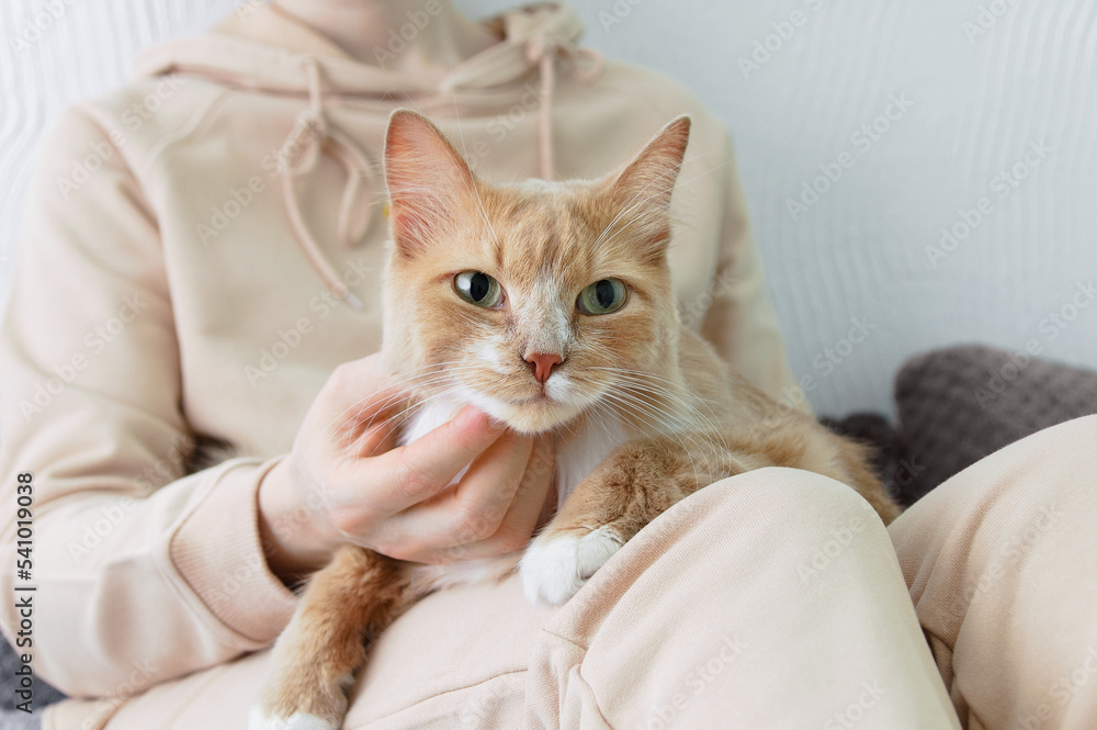 Beige cat in the arms of caucasian woman sitting on  bed close-up.