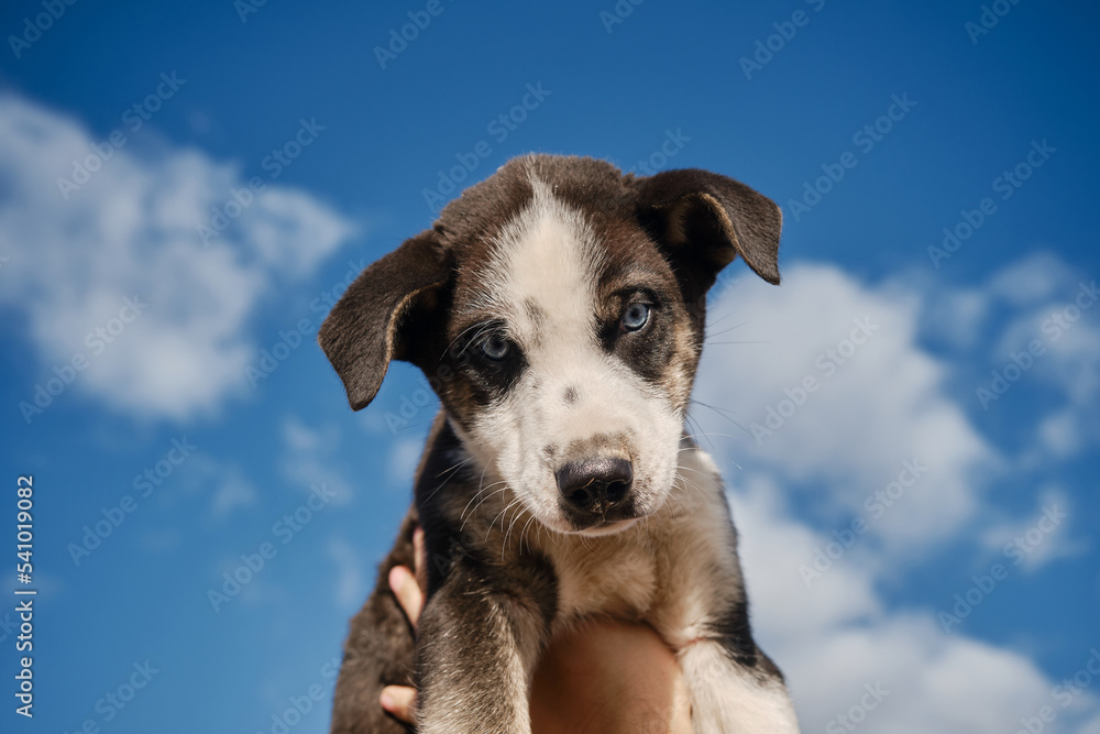 Hold black and white blue-eyed Alaskan Husky puppy with hands against clear blue sky with clouds. Beautiful young mutt portrait close up. Concept of adoption of abandoned pets.