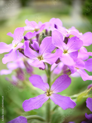 In the spring outdoors blooming lilac phlox with a green center close-up