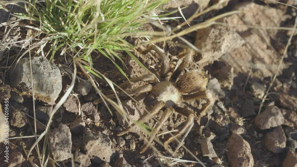 Arizona Blond Tarantula Natural Camouflage Arizona Blond Tarantula Natural Camouflage