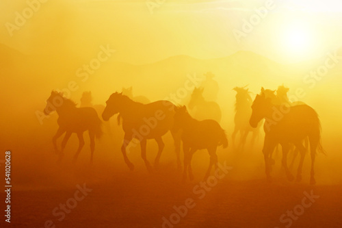 herd of horses running at sunset © yakupyener