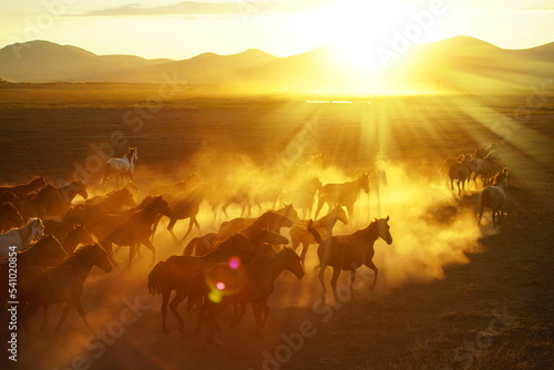 herd of horses running at sunset