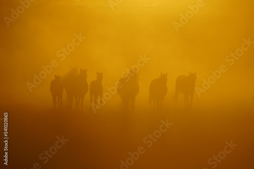 Fototapeta Naklejka Na Ścianę i Meble -  herd of horses running at sunset