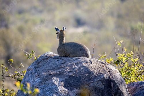 From the back of a duiker antelope resting on a huge rock, with the African bush land blurred in the background. photo