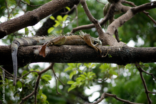 Iguana the iguana park of Guayaquil - Ecuador 1 © Eduardo
