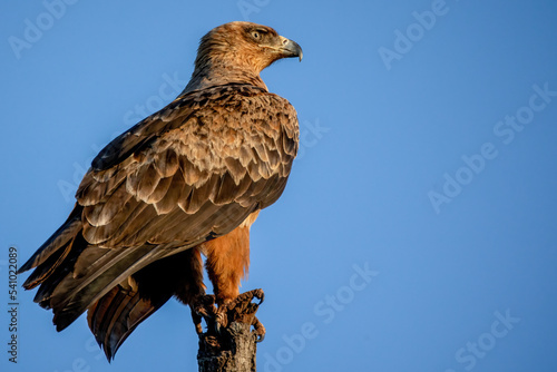 A Brown Snake-Eagle perched on a tree branch against a dazzling blue sky. © Tekweni