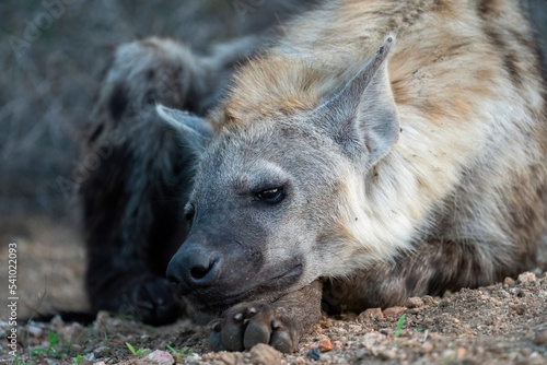 A close-up of a spotted hyena lying with its face on its paw.