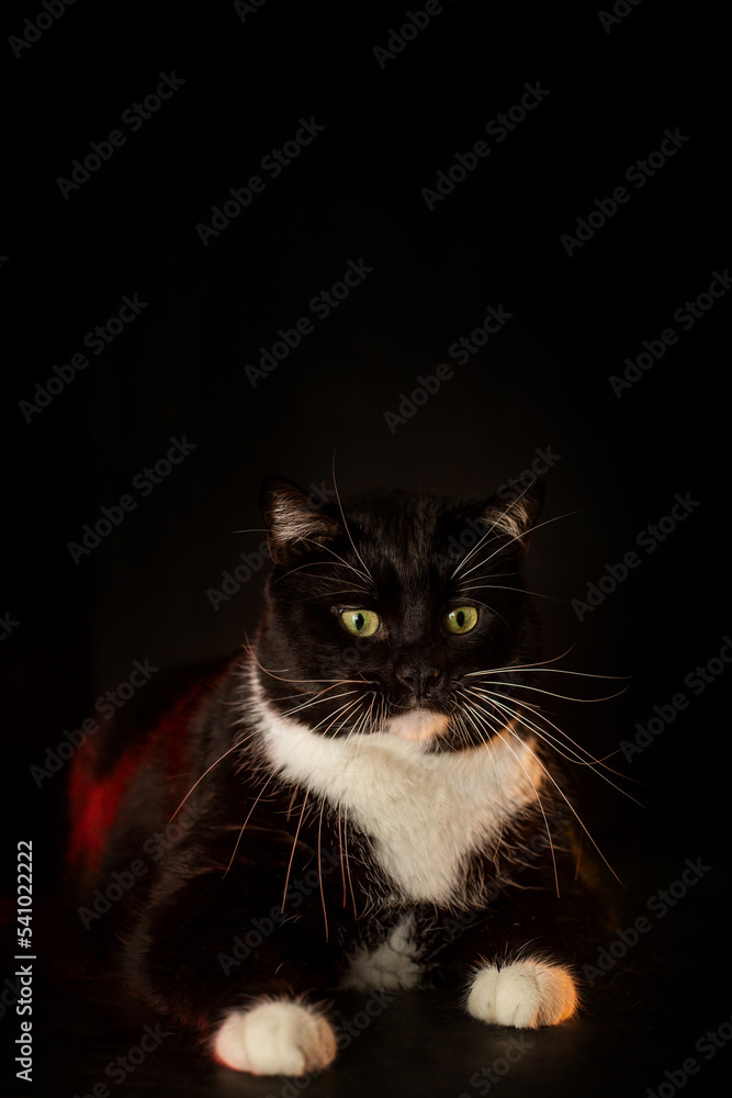 Black and white cat with yellow eyes Black and white cat with yellow eyes