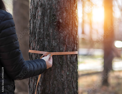 Ταπετσαρία Deforestation and forest valuation